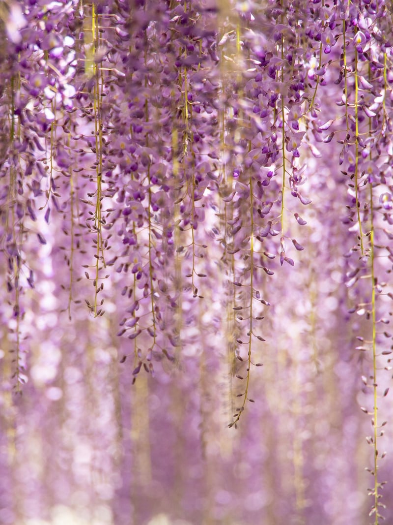 Floral Hanging Pods