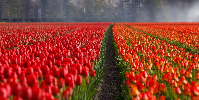 Landscaping Services
