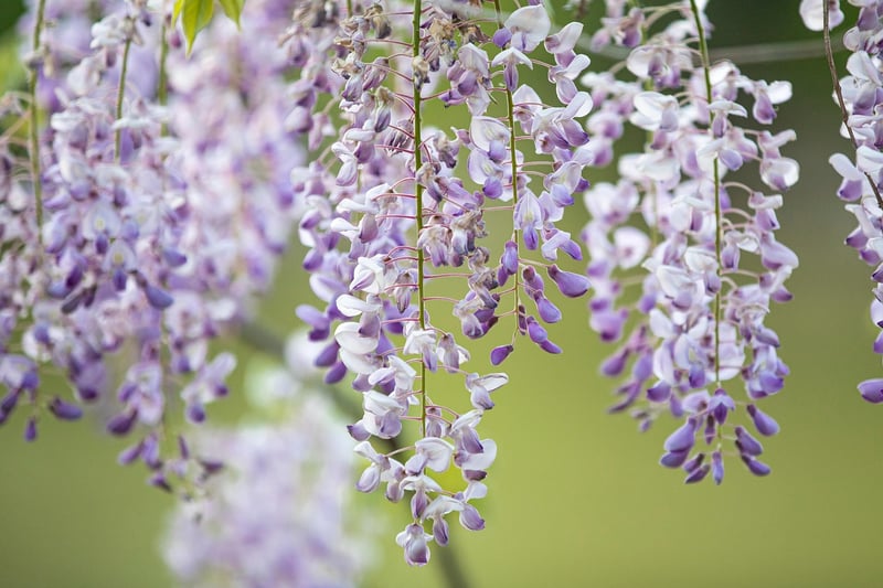 Hanging Vertical Garden